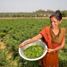 Nepal Agriculture