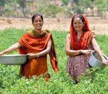 Nepal_tea_farm